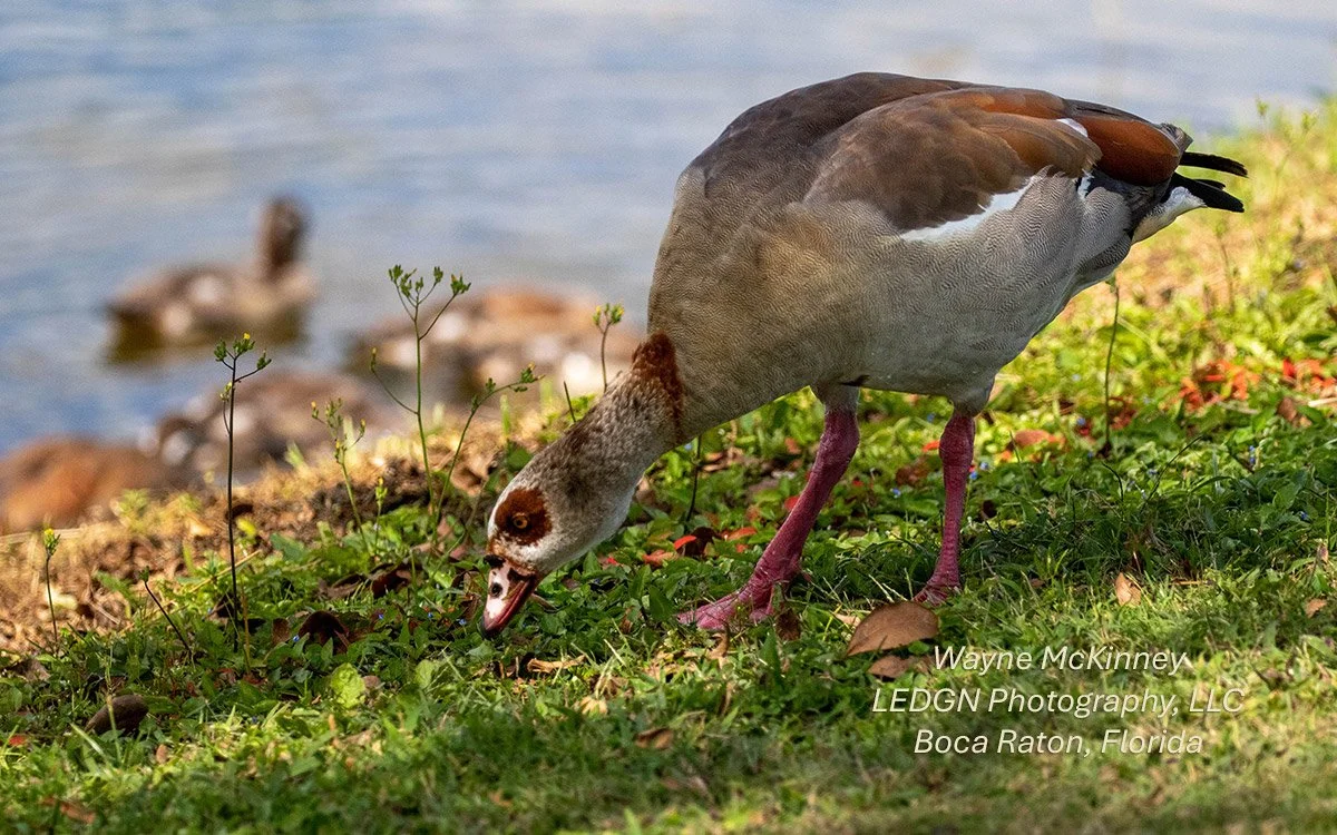Bird Looking For Food