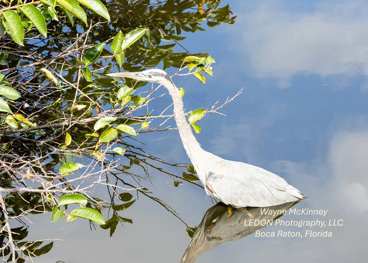 Bird Wading