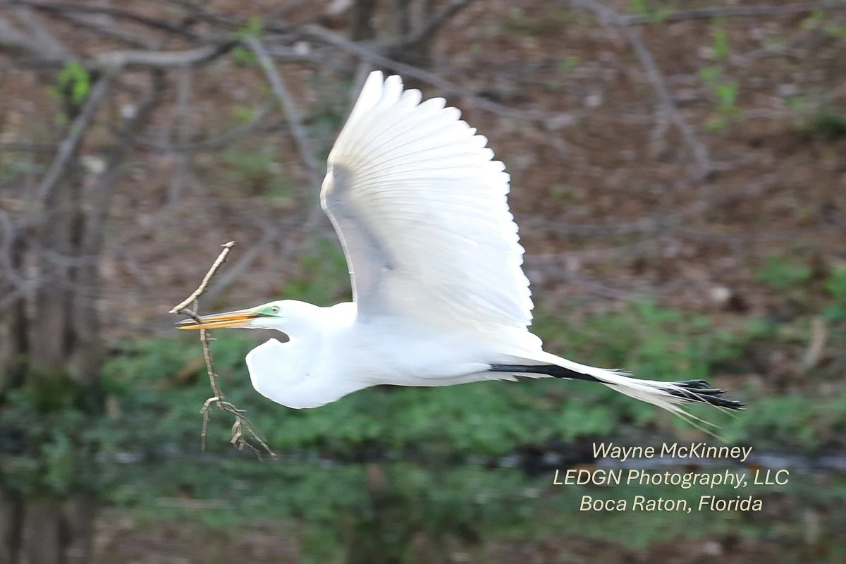 Bird In Flight Carrying Nesting Material 2