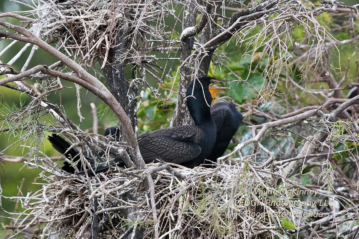 Bird Calling Out In Nest