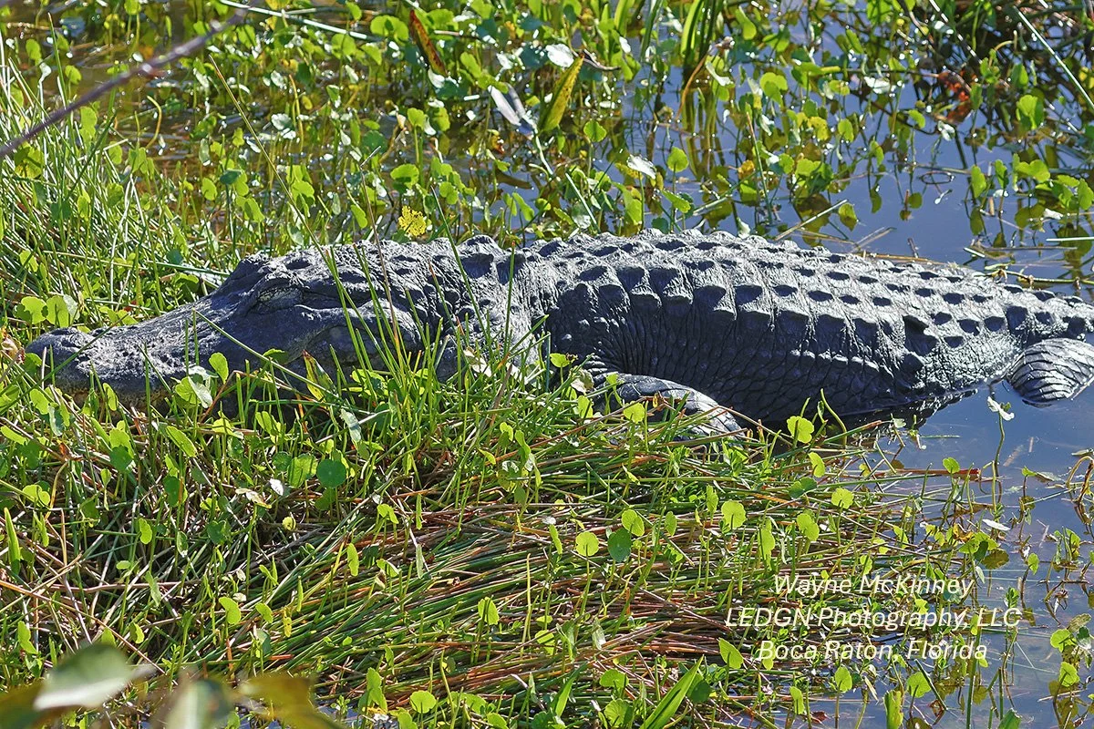 Alligator Sunning