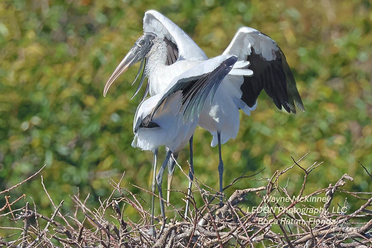 2 Birds Or One?