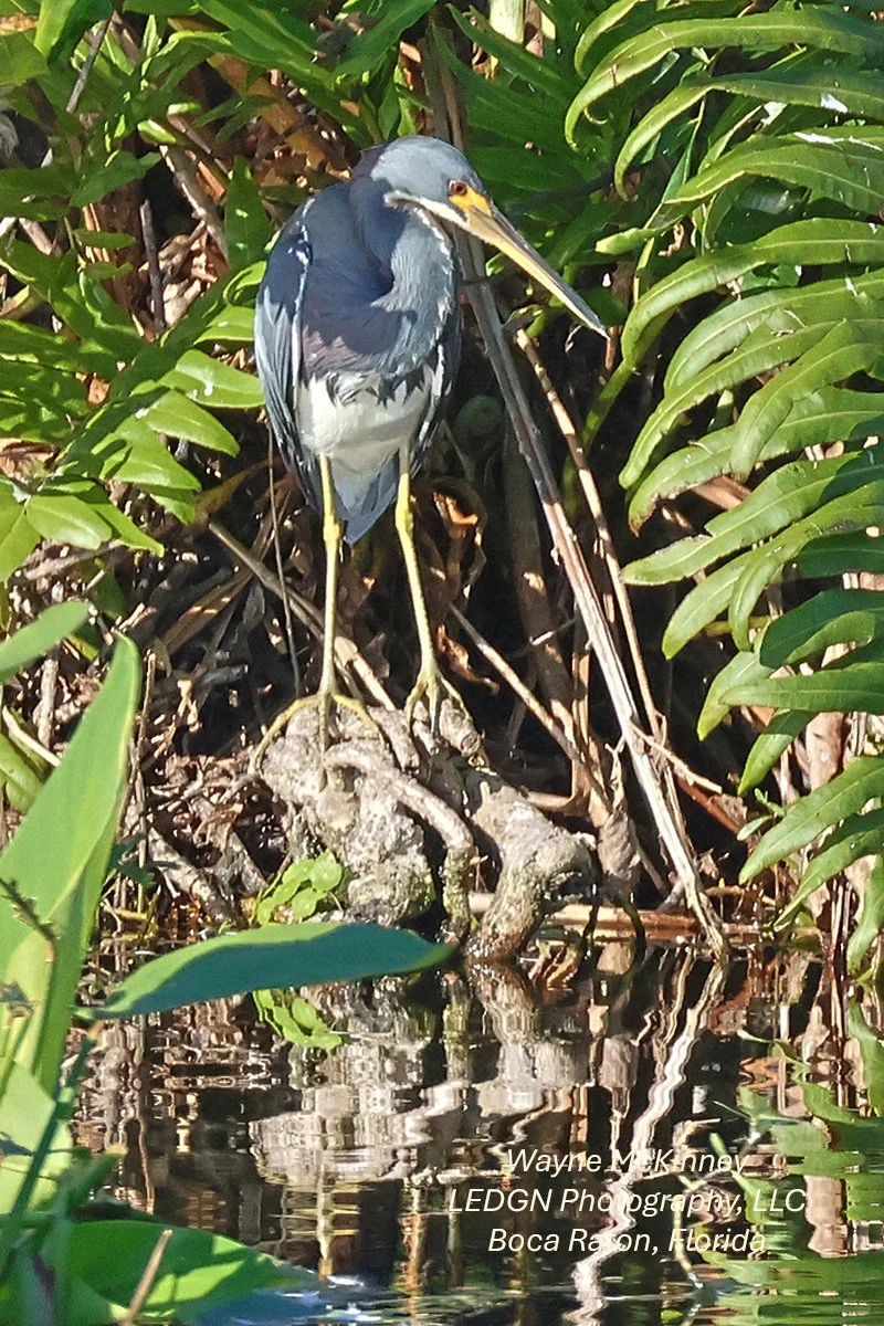 Bird Patiently Fishing