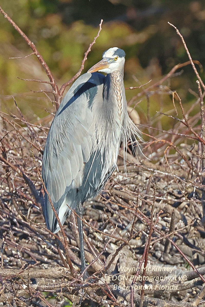 Bird "Who Me?"