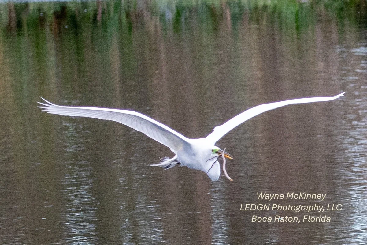 Bird In Flight Carrying Nesting Material