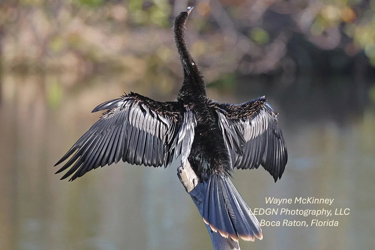 Anhinga Sunning Wings (Close-up)