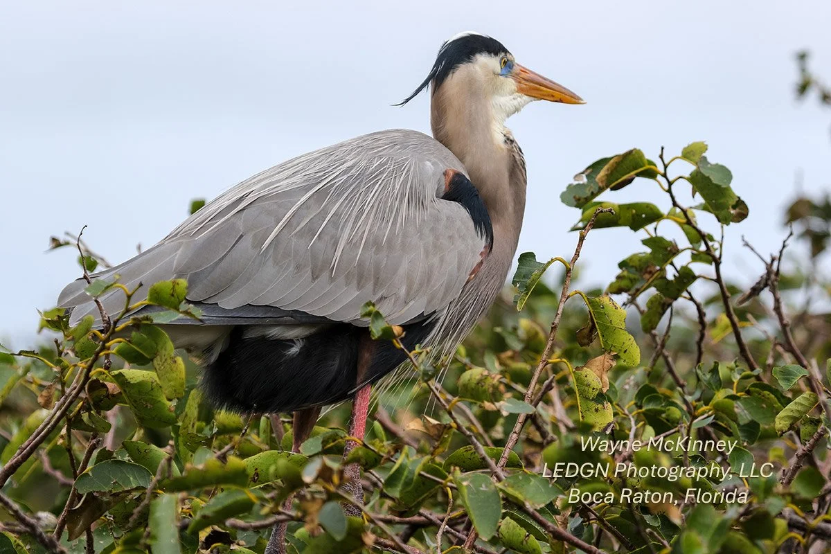 Bird Perching