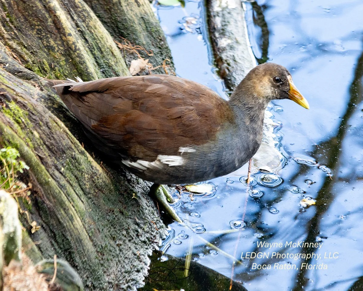 Bird Stepping Out