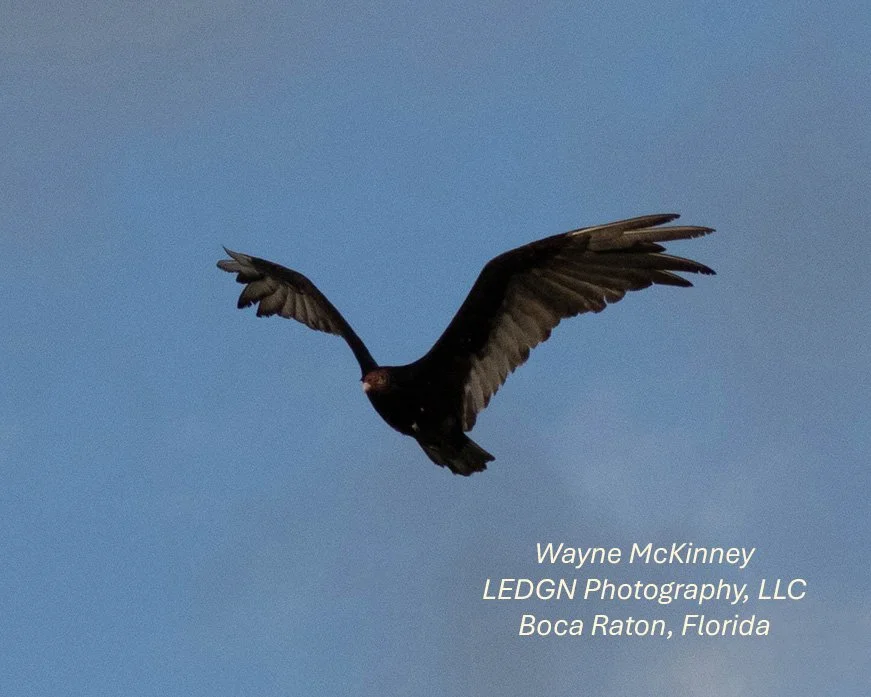 Bird Flying Solo