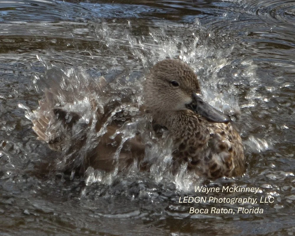 Duck Splashing About