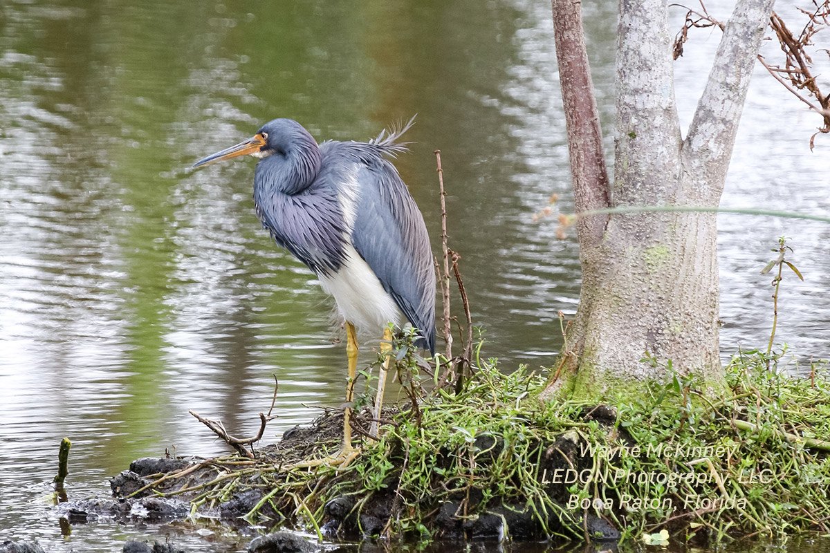 Blue Heron Looking