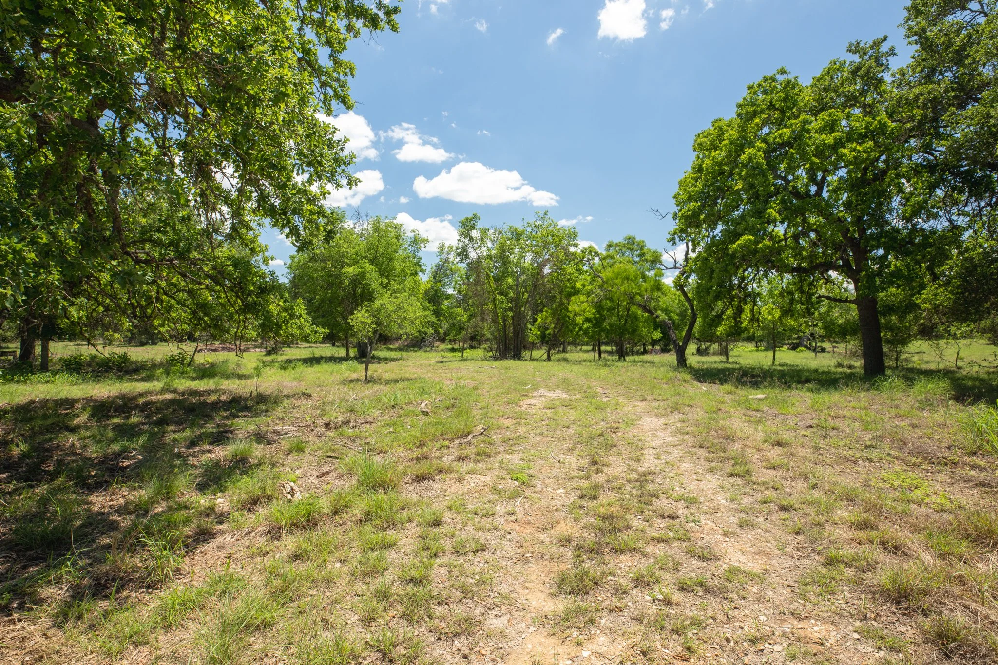 A clearing in a forest with green trees and grass, under a bright blue sky with scattered white clouds.