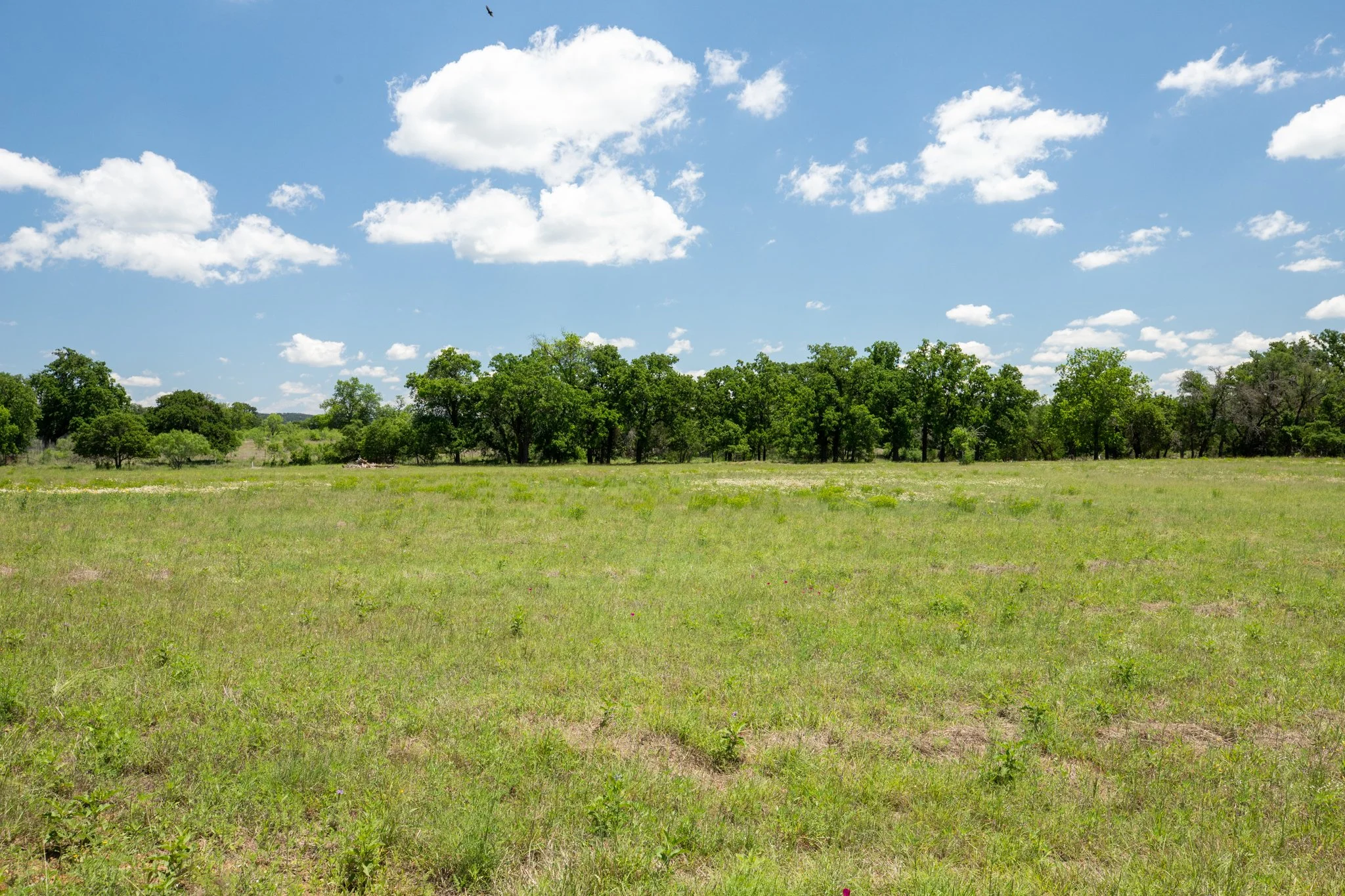 A wide open grassy field with scattered green trees under a blue sky with white clouds.