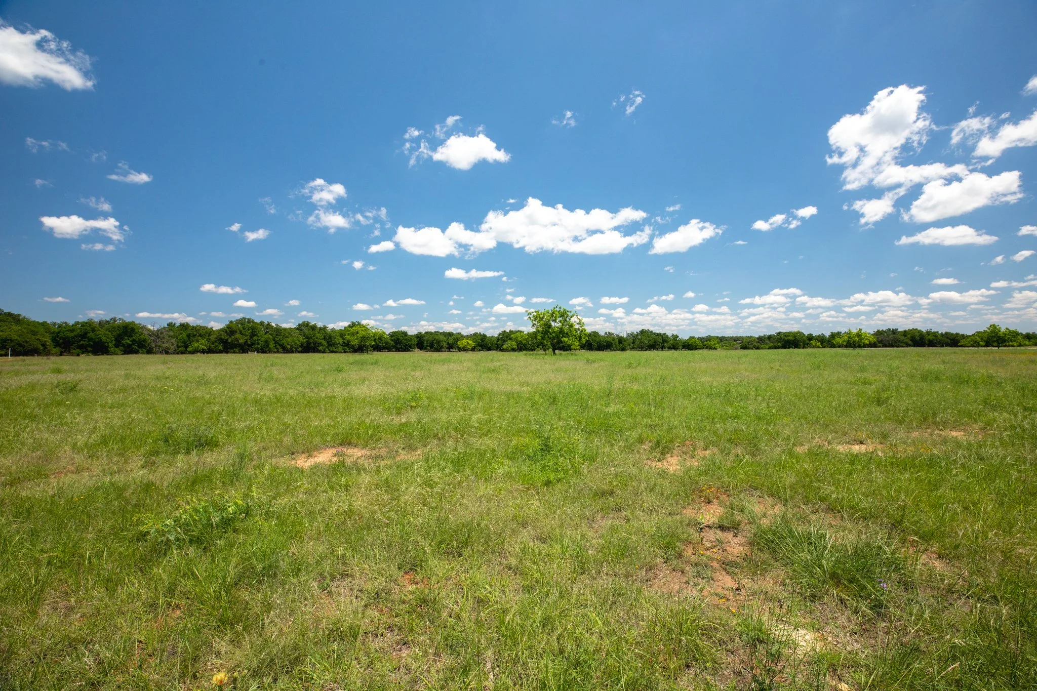 A wide open green grassy field with a few small trees and a line of denser trees in the background under a bright blue sky with scattered white clouds.