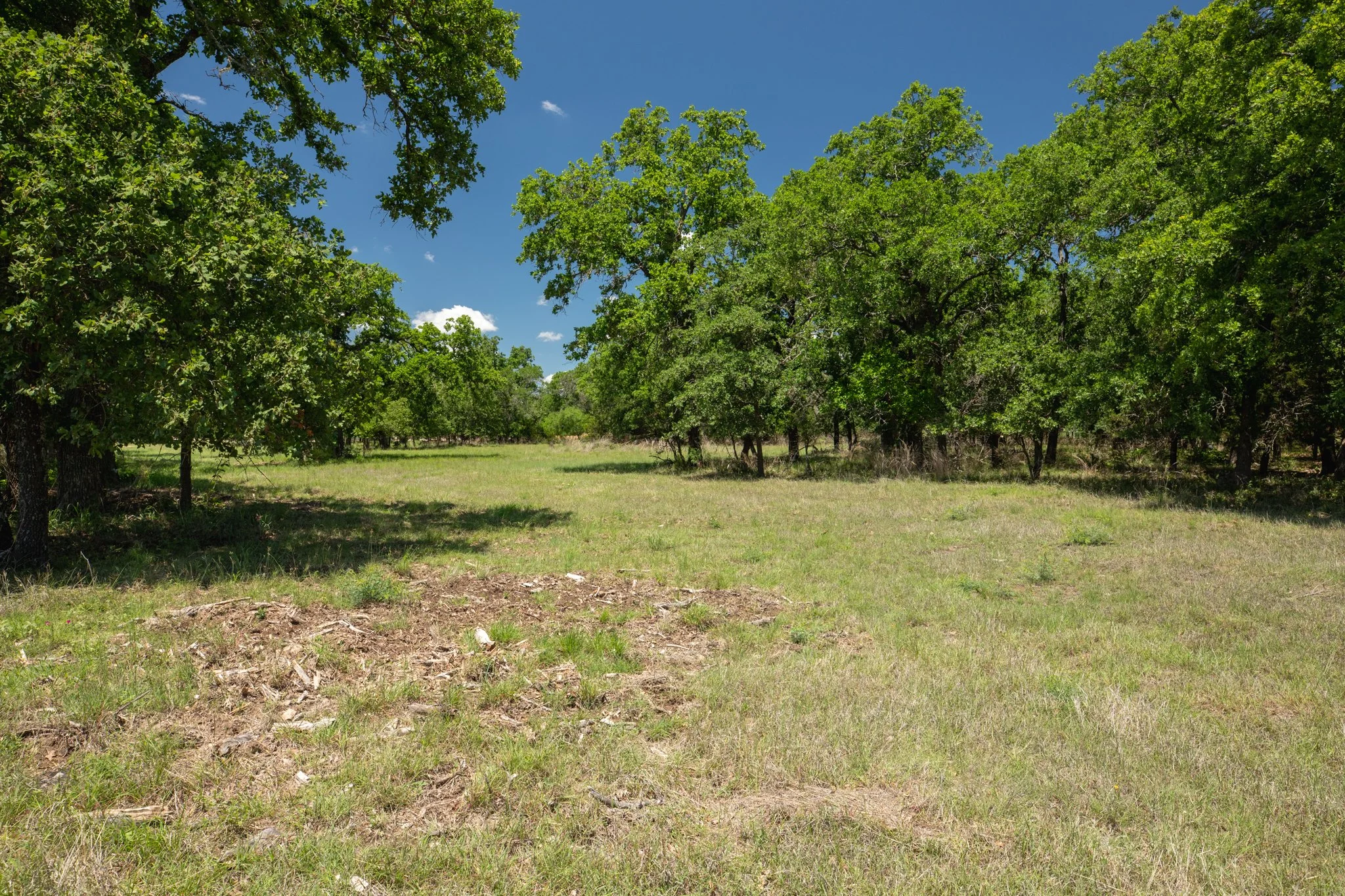 A grassy clearing surrounded by trees with bright green leaves under a blue sky with some clouds.