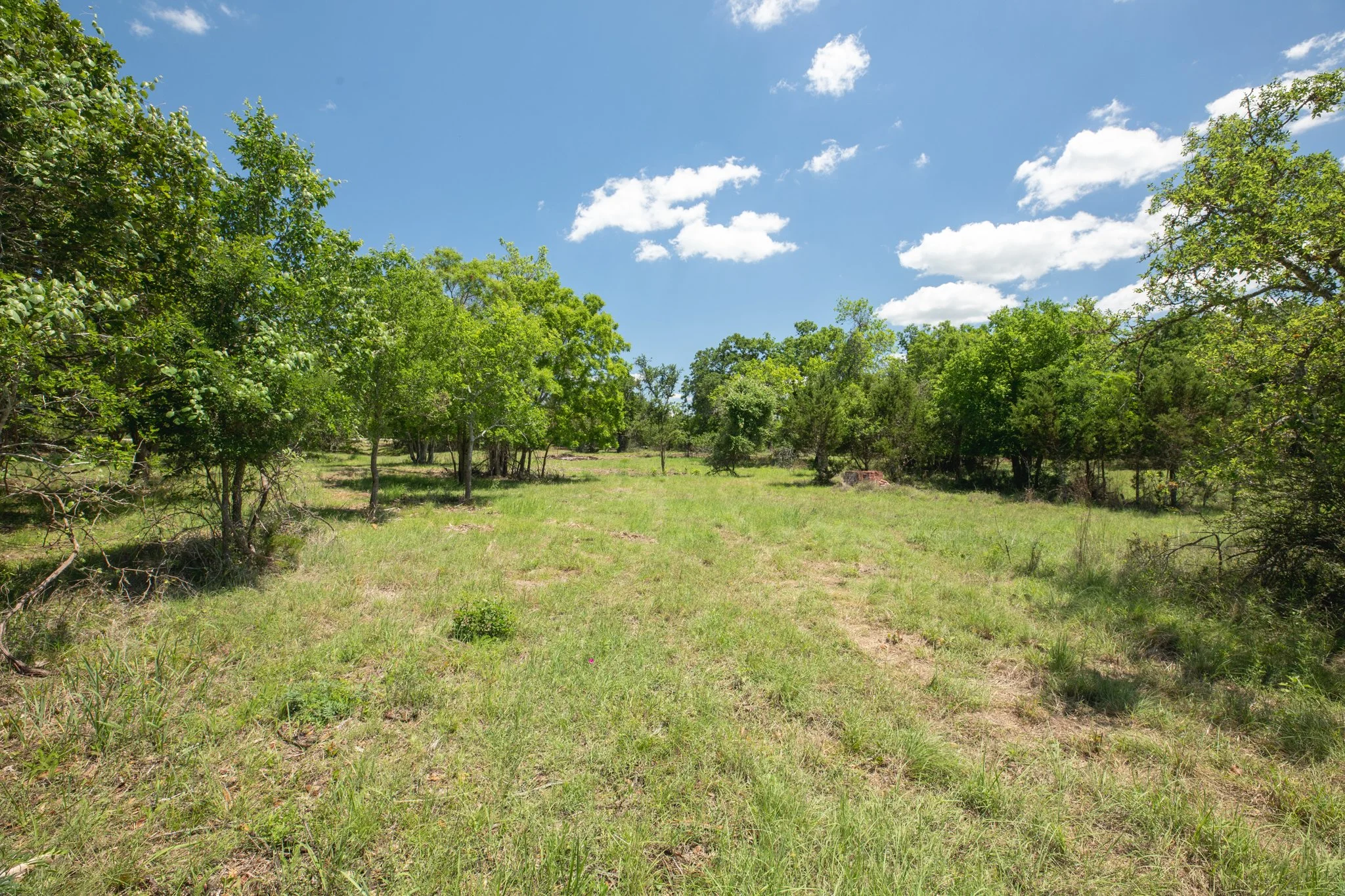 A grassy field with scattered small trees under a bright blue sky with white clouds.