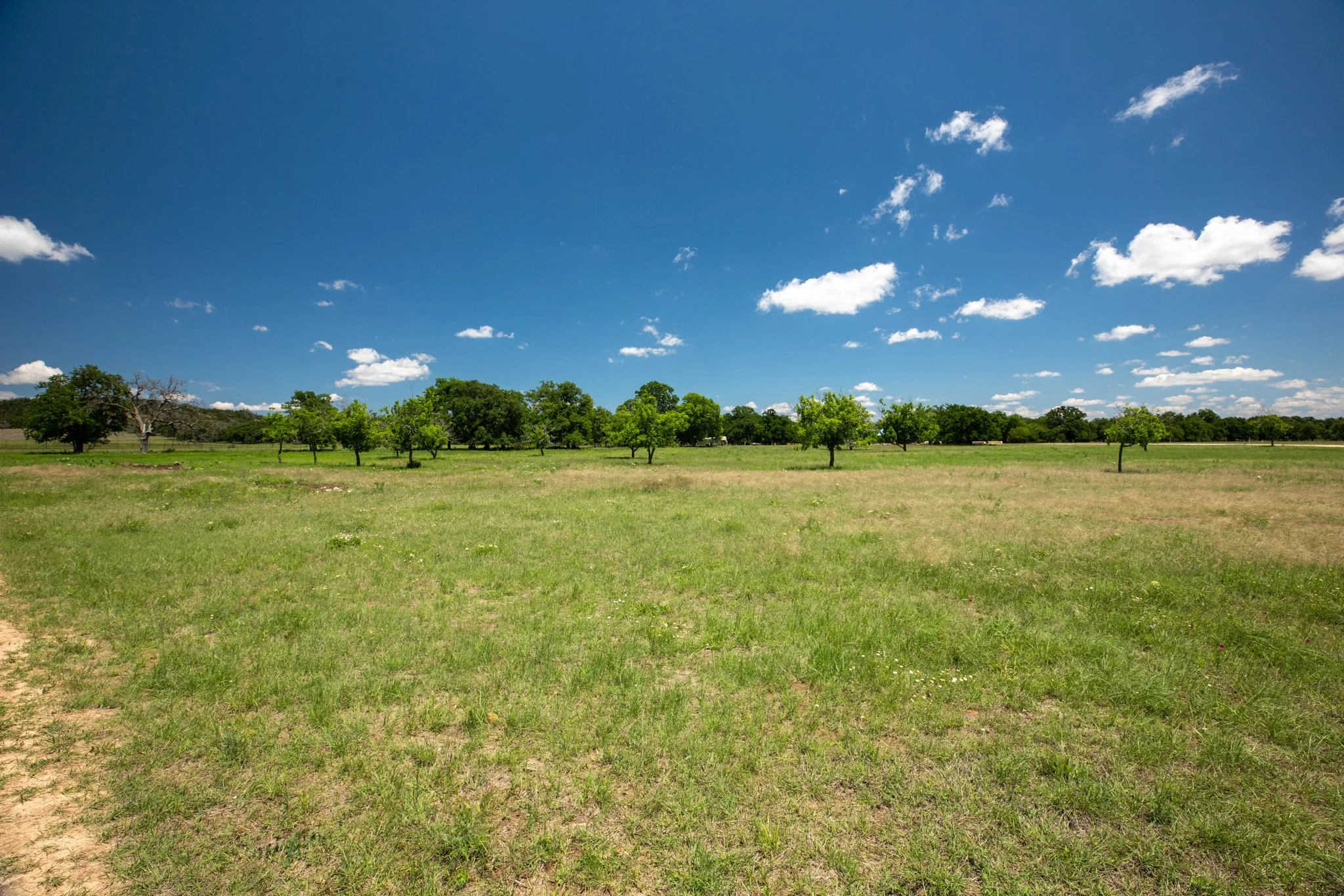 Wide view of a grassy field with scattered trees under a bright blue sky with white clouds.