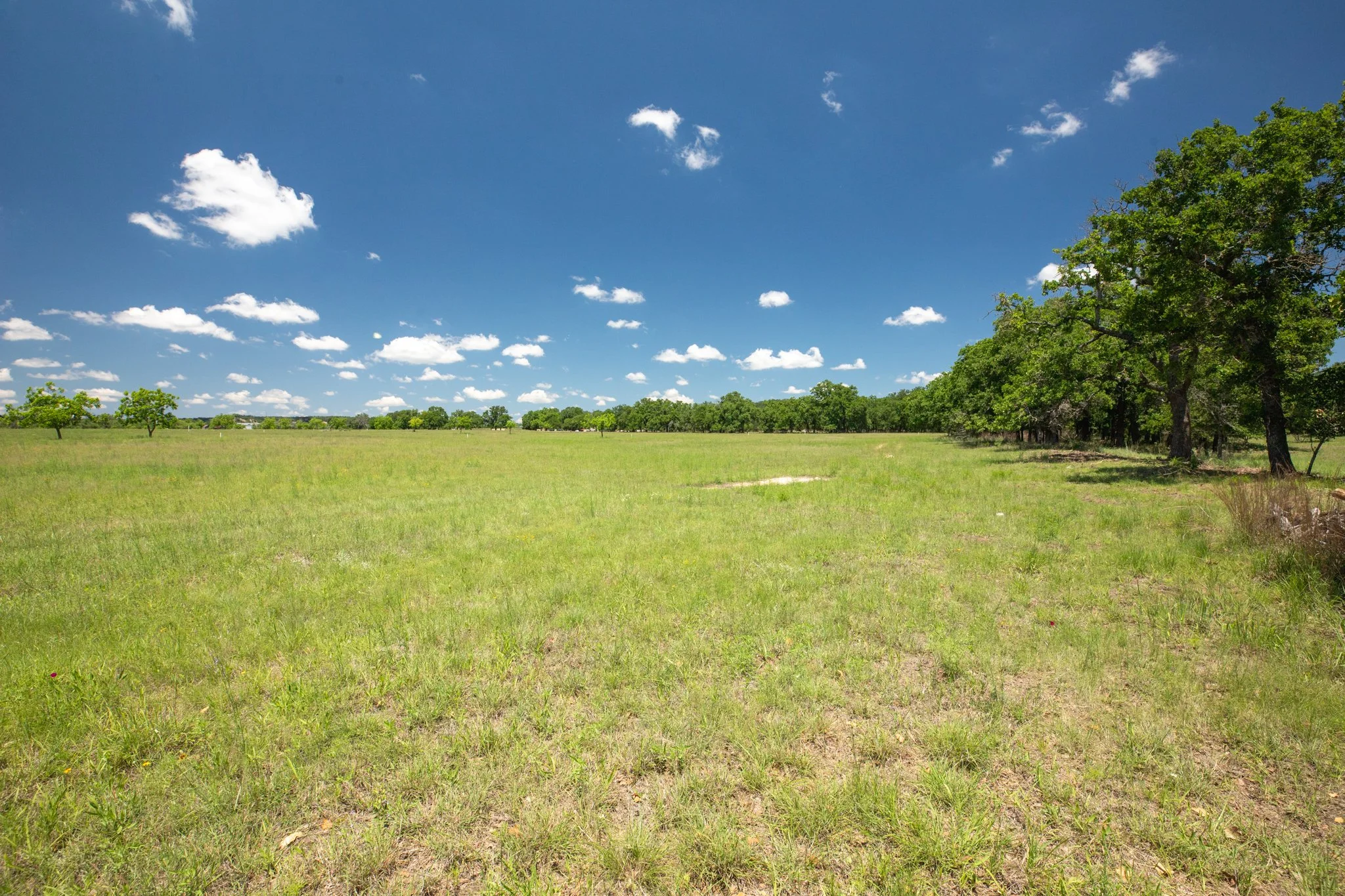 A clear blue sky with a few white clouds above a grassy field edged by a dense line of green trees.