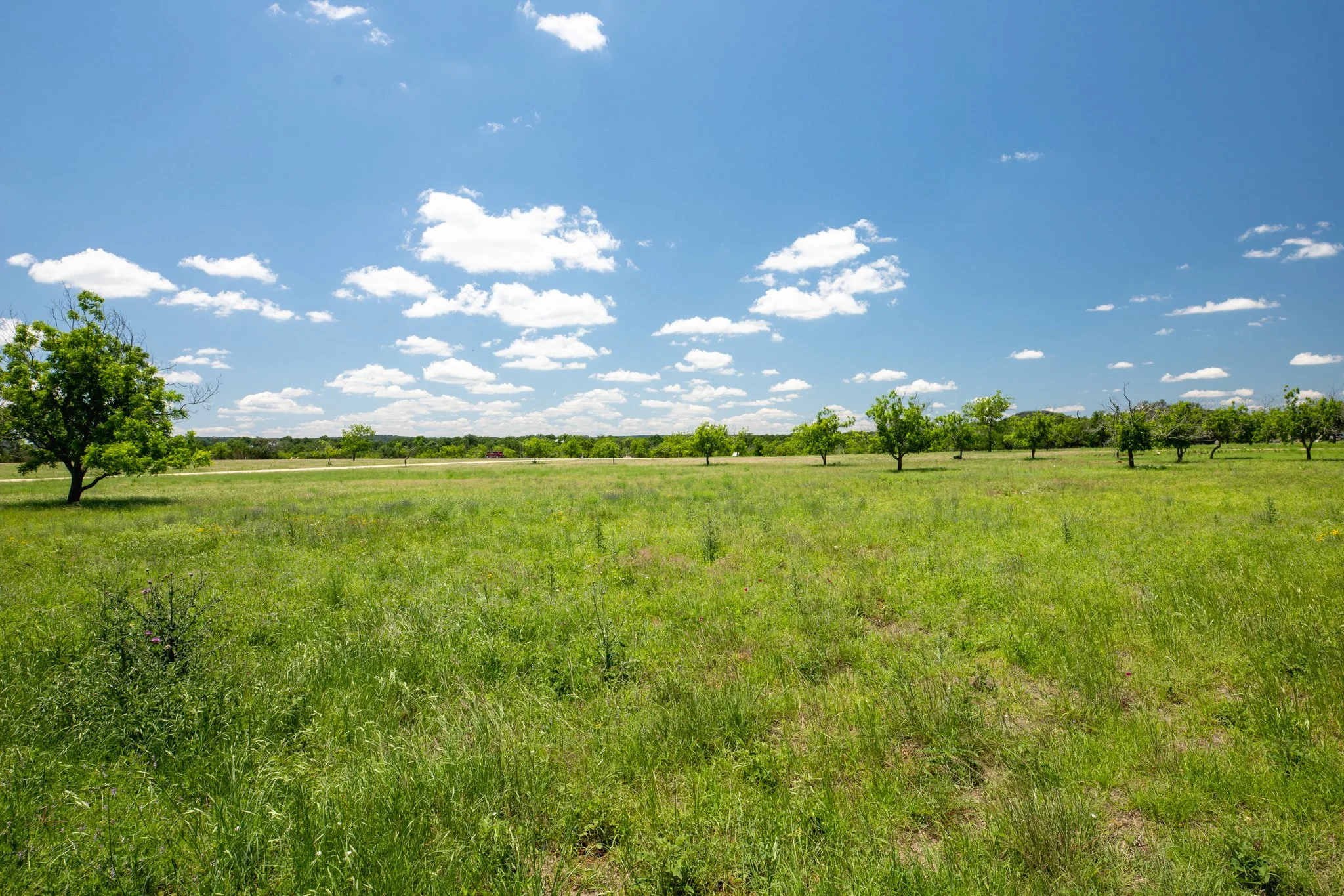 A grassy field with several small trees under a bright blue sky with scattered white clouds.