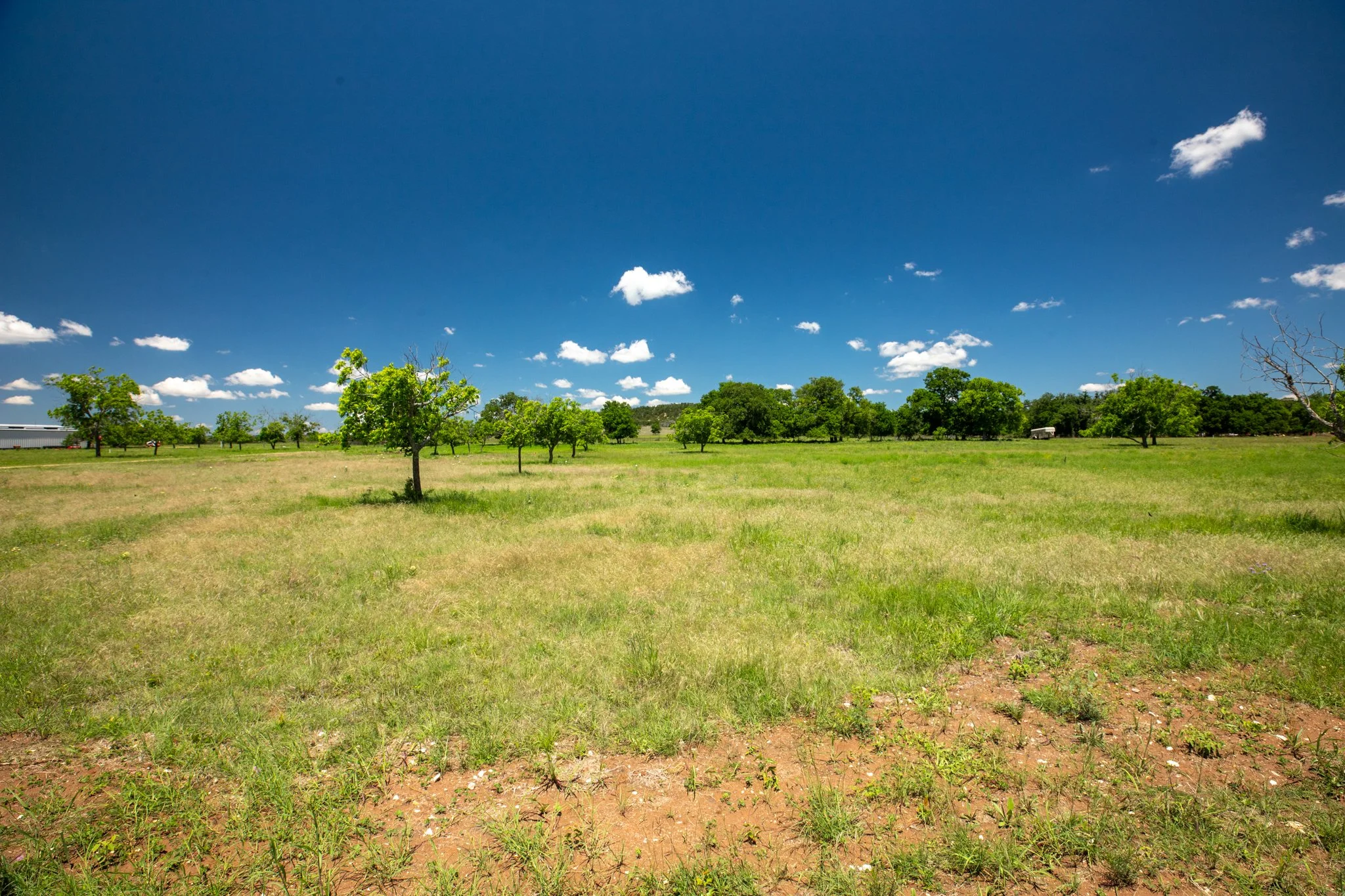 Open grassy field with scattered trees under a blue sky with white clouds.