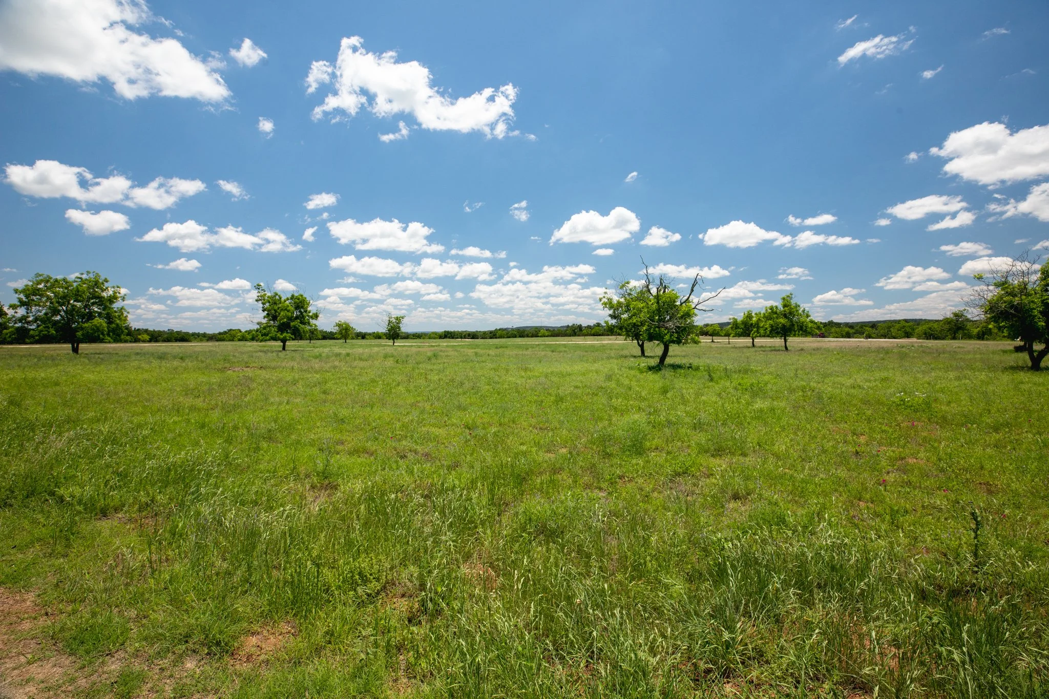 A wide open grassy field with scattered trees under a blue sky dotted with white clouds.
