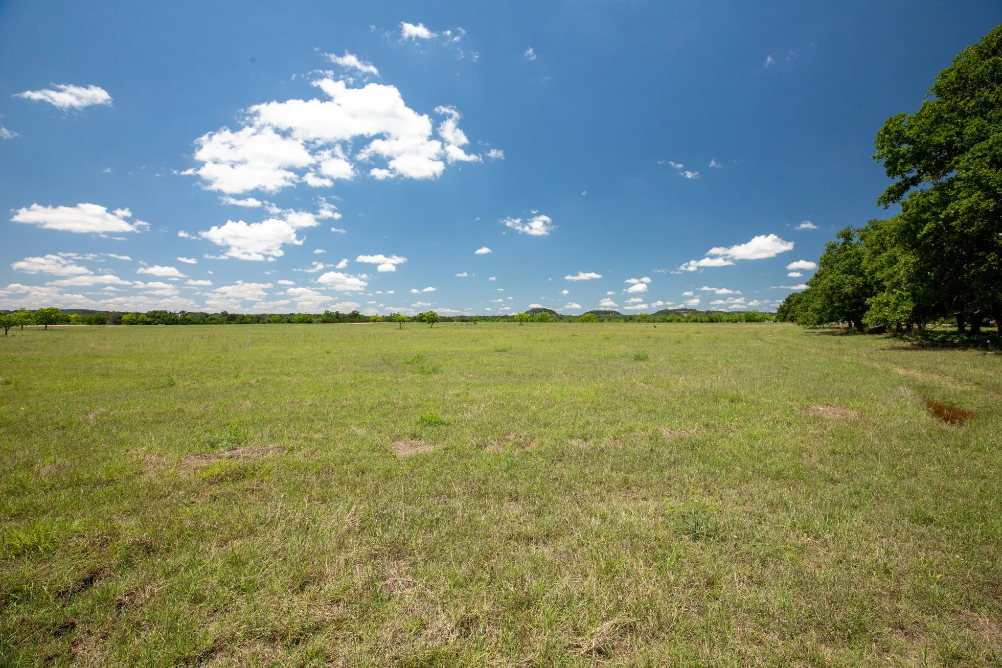 A wide open grassy field with some small trees in the distance, a large green tree on the right, and a bright blue sky with fluffy white clouds.