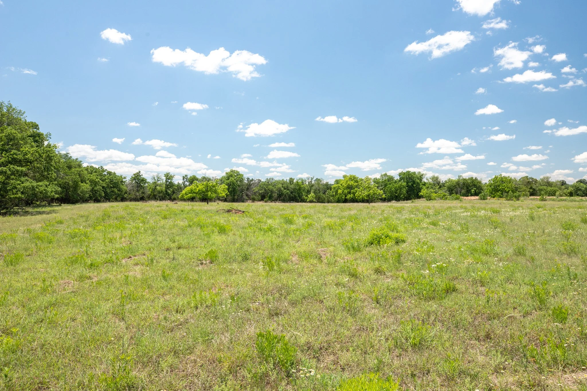 Open grassy field with scattered trees under a bright blue sky with white clouds.