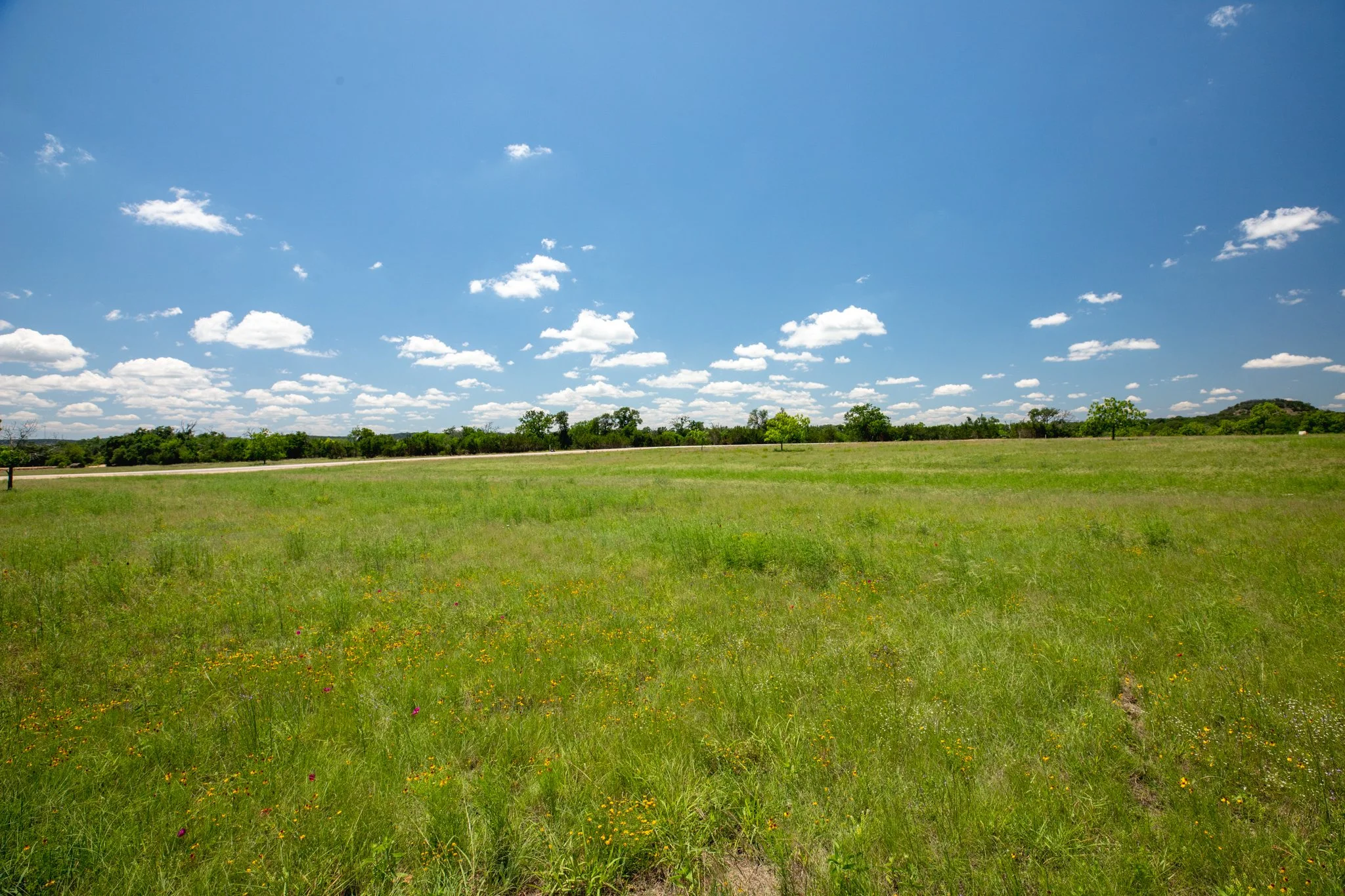 A wide grassy field with small yellow and pink wildflowers, sparse trees, a dirt road, and a hill in the background under a bright blue sky with scattered white clouds.