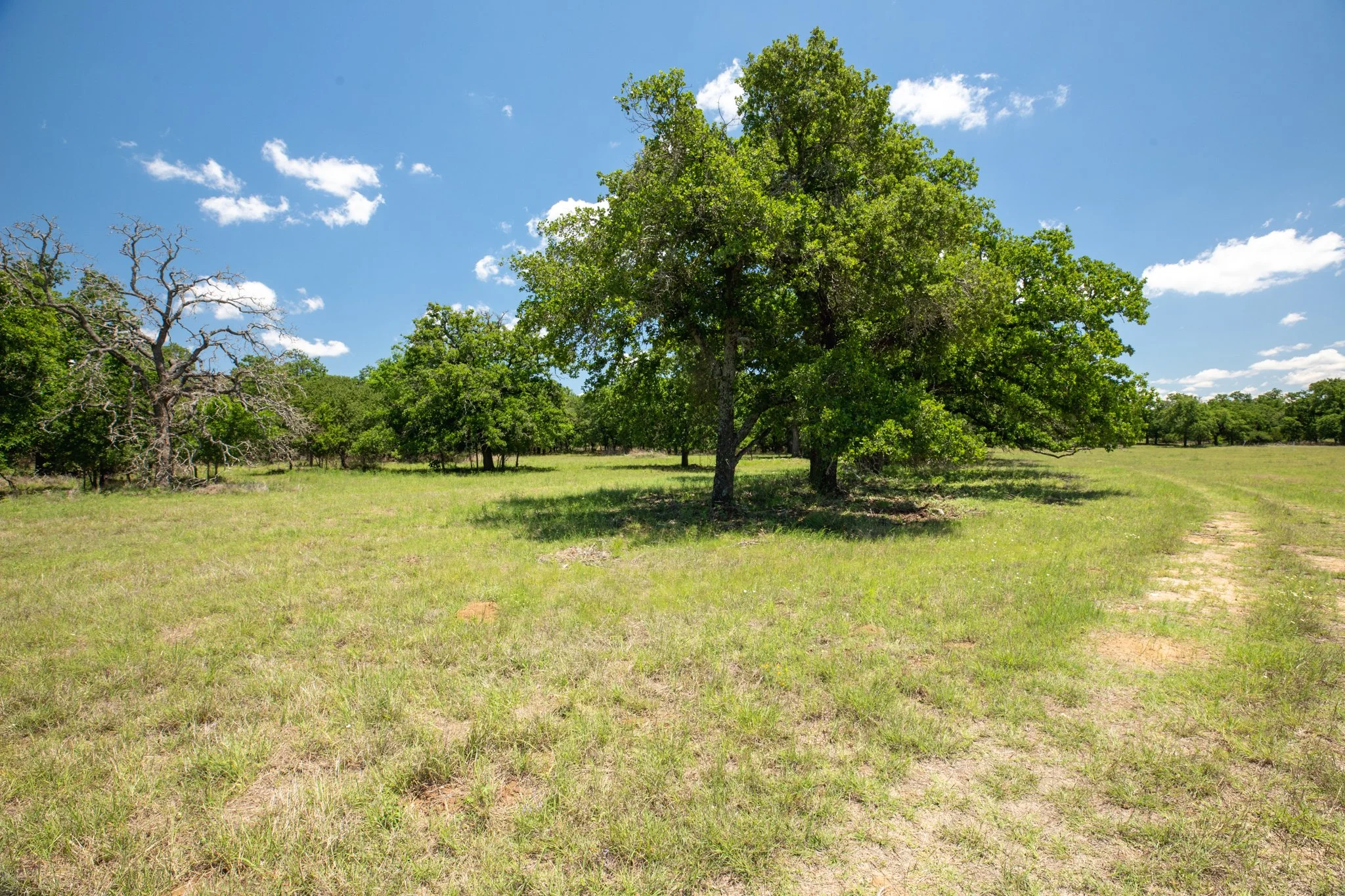 A grassy field with several trees under a bright blue sky with scattered white clouds.