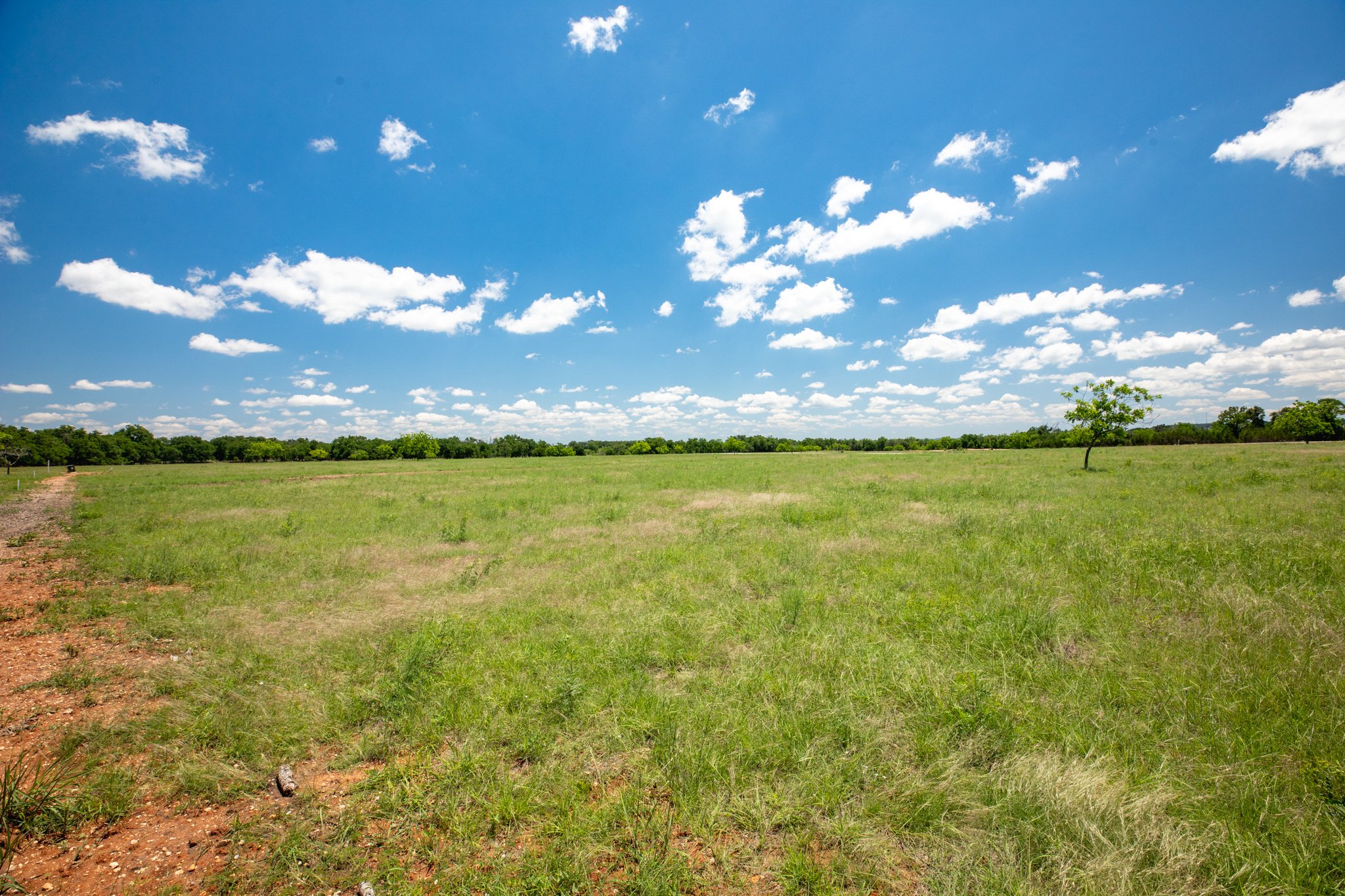 A vast open field of green grass with a single small tree on the right, under a bright blue sky filled with scattered white clouds.
