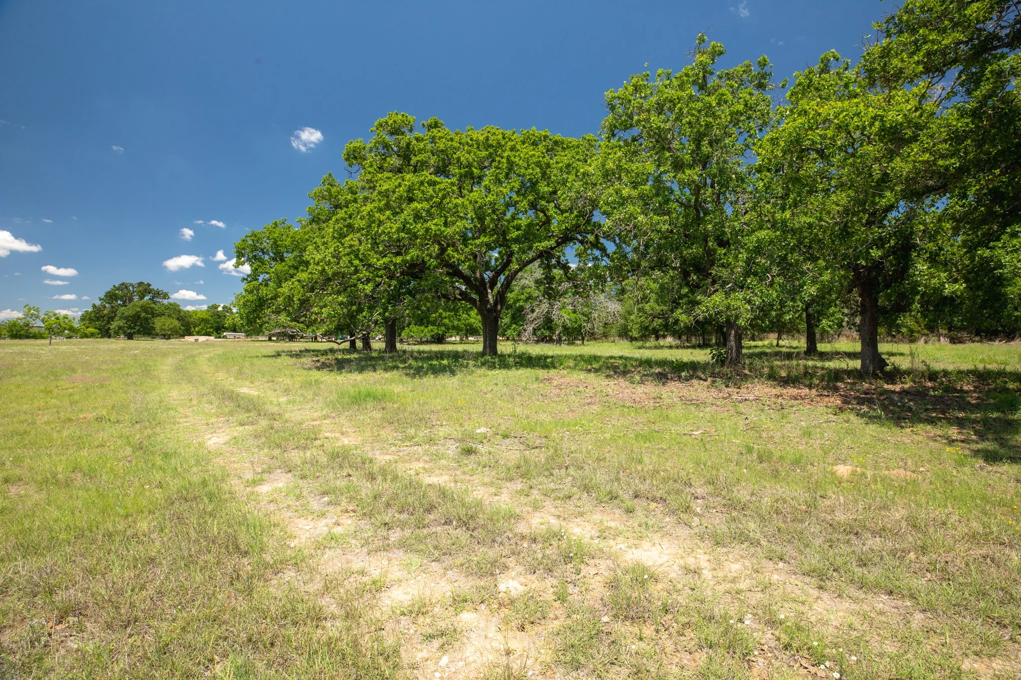 Open grassy field with several large green trees under a partly cloudy blue sky.