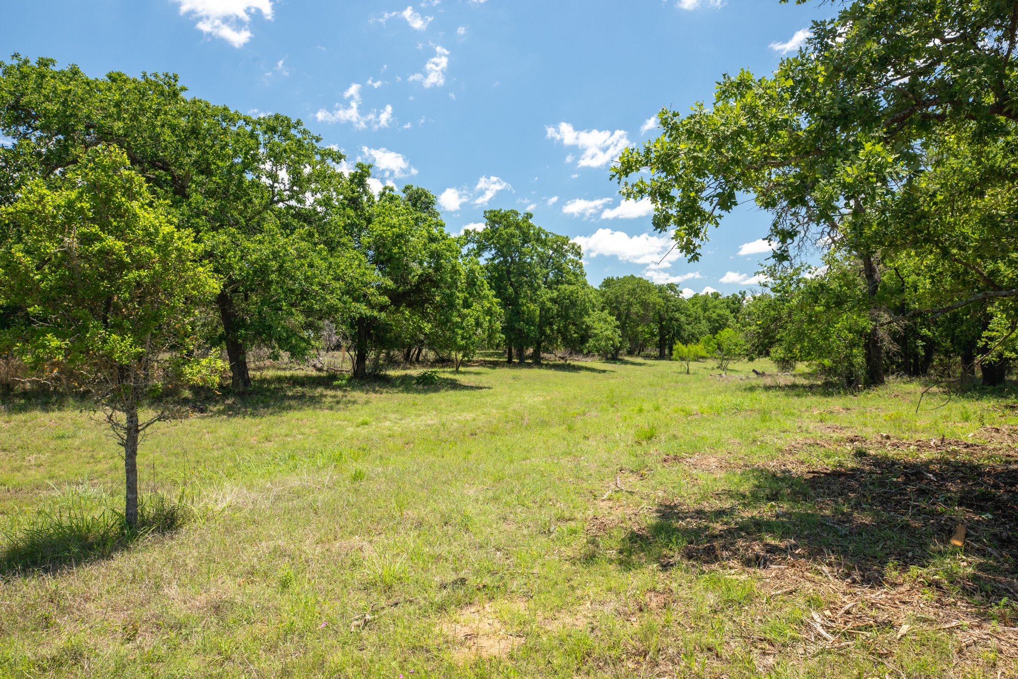 A grassy field with scattered trees under a blue sky with a few white clouds.