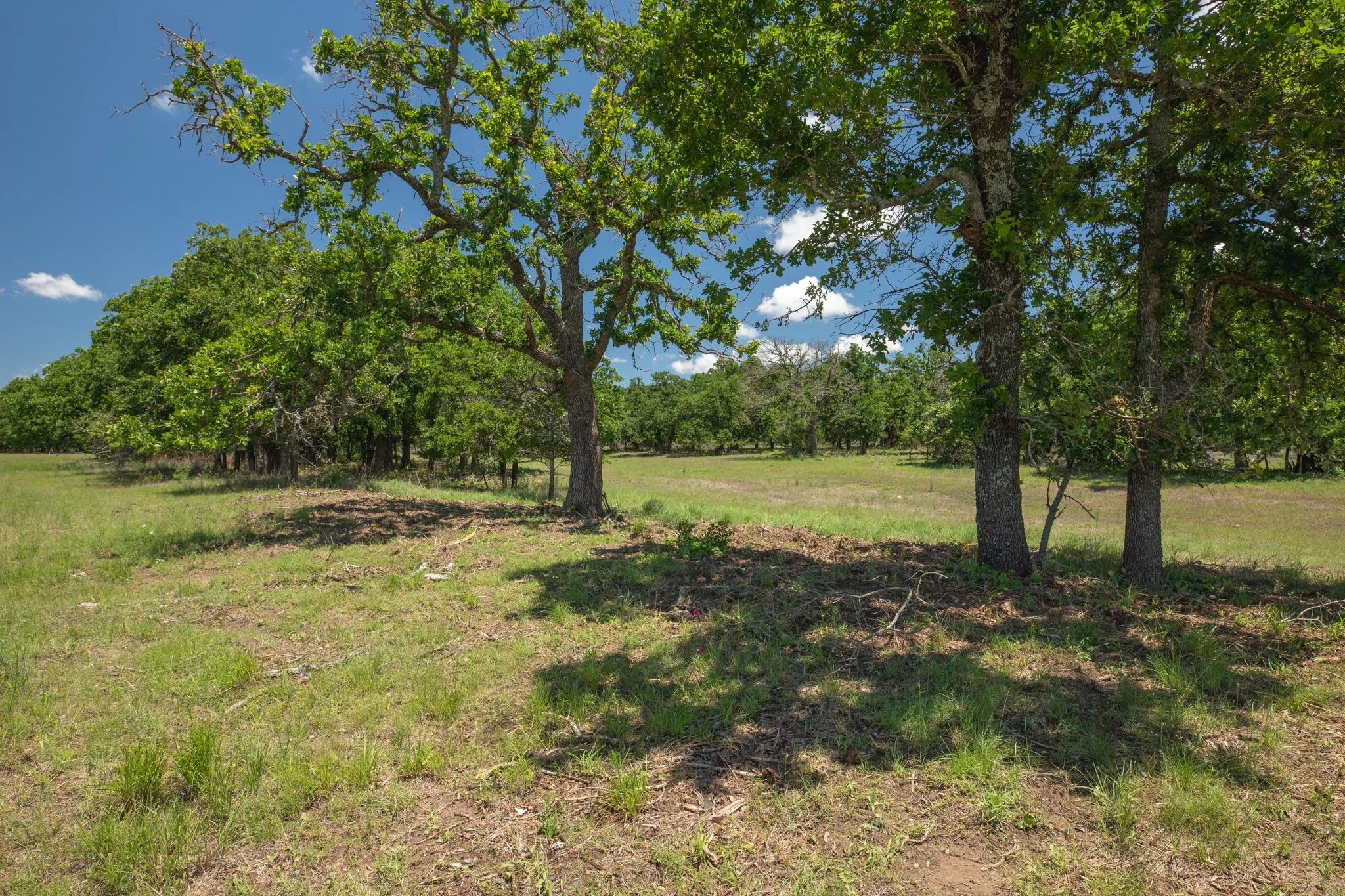 Open grassy field with scattered trees under a bright blue sky with a few clouds.
