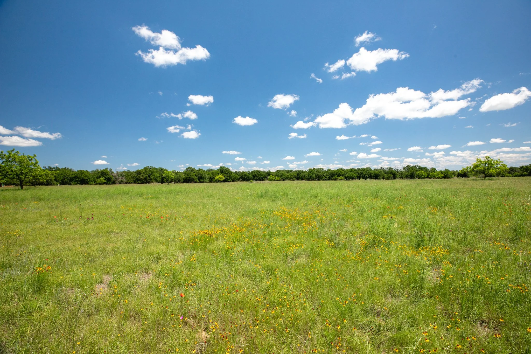 A wide open field with green grass and small yellow flowers, dotted with a few trees in the distance, under a bright blue sky with scattered white clouds.
