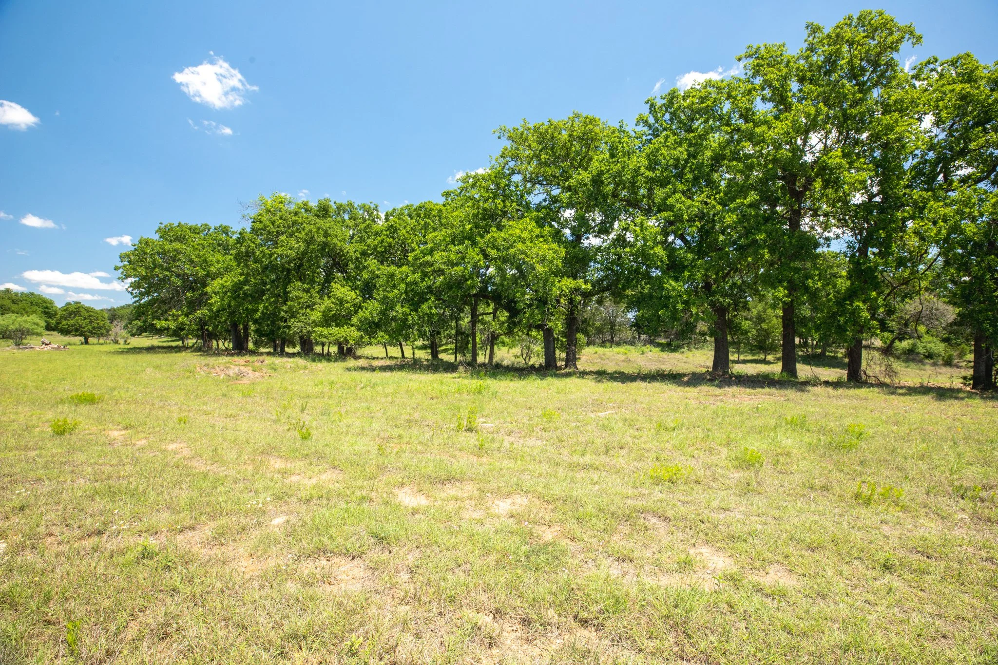 Open grassy field with a line of tall green trees under a bright blue sky with scattered clouds.