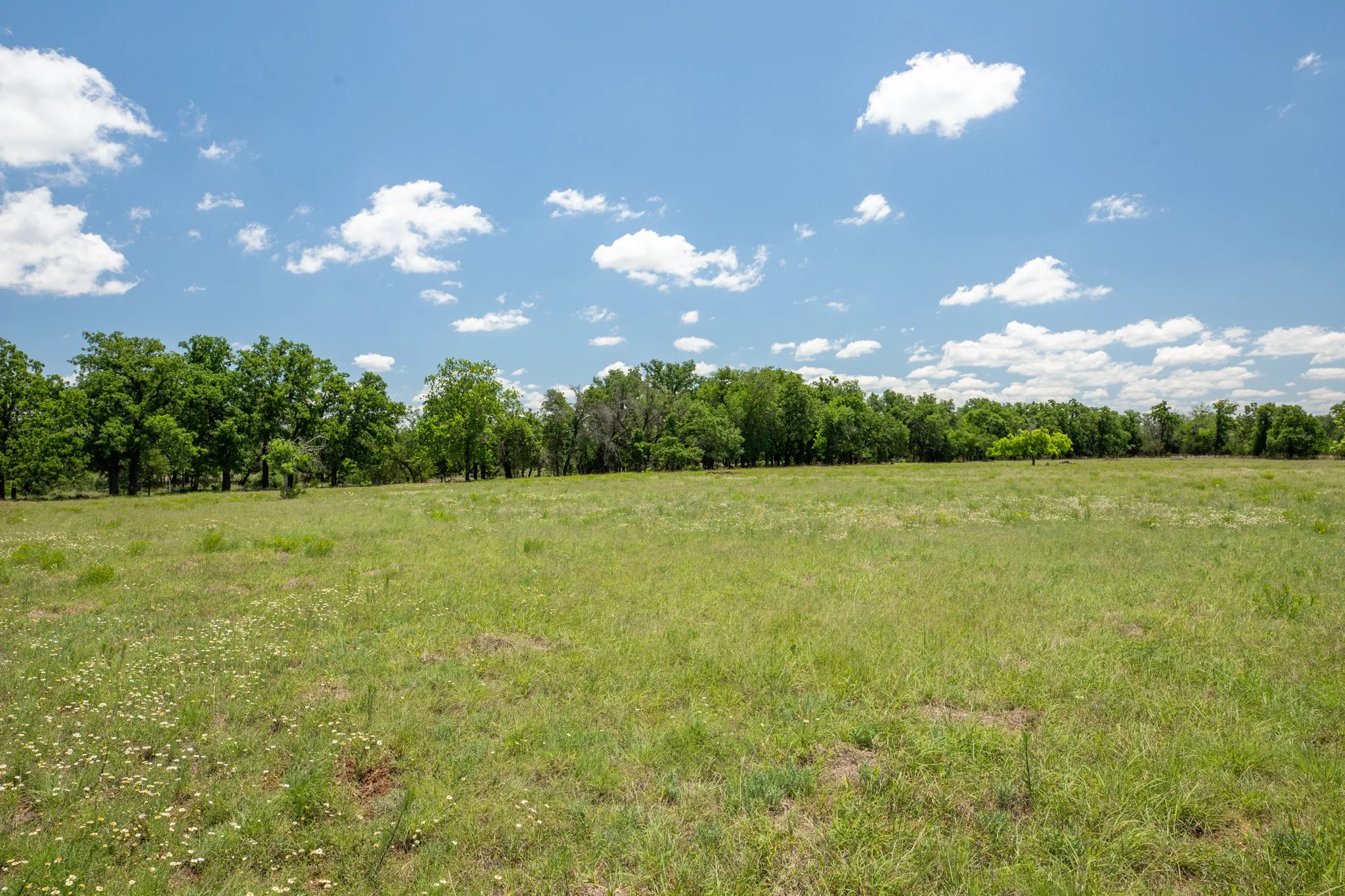 A wide open grassy field under a bright blue sky with scattered white clouds, a small dirt path running along the left edge, and a few trees in the distance.