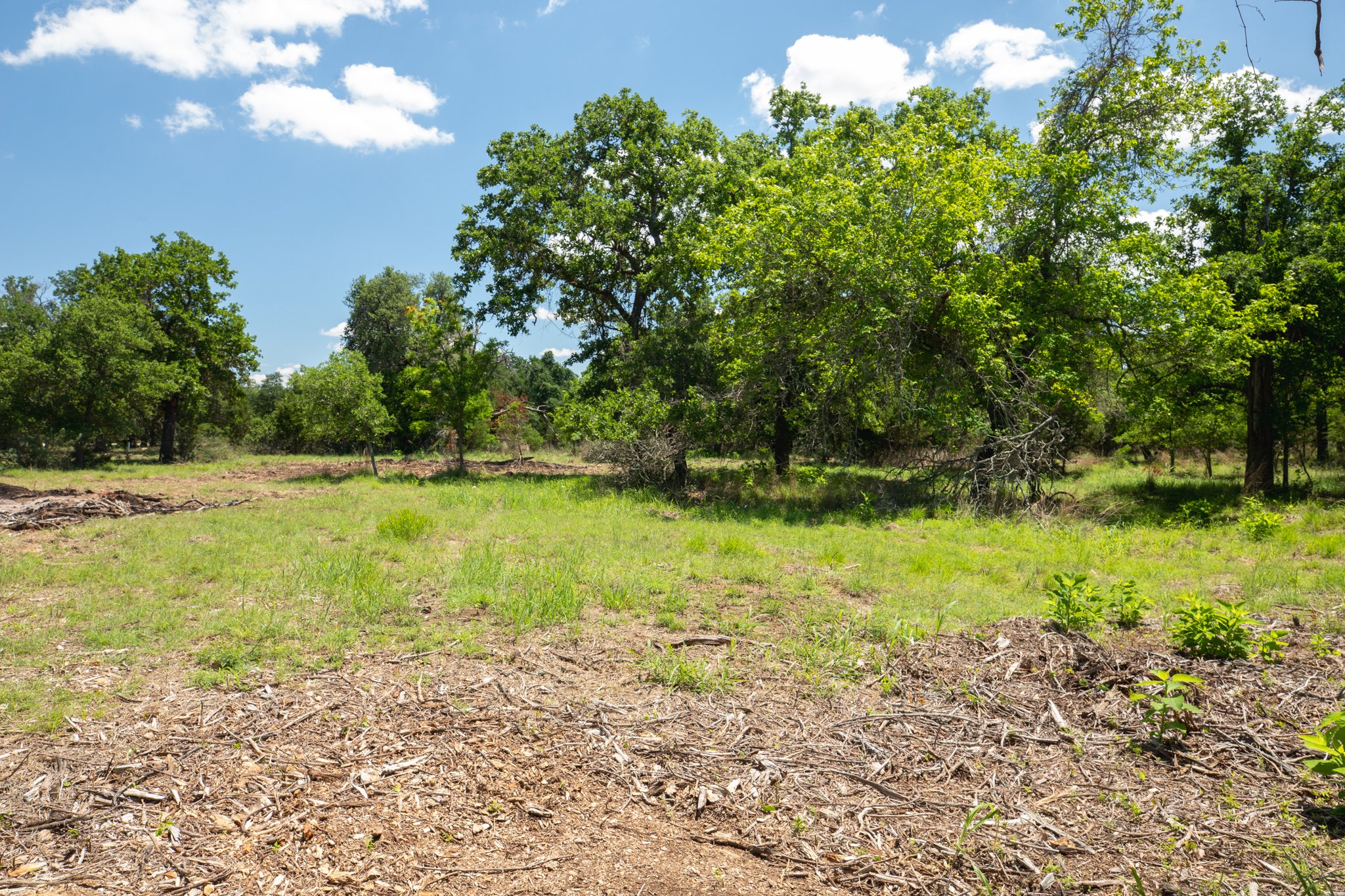 A bright, sunny day in a grassy field surrounded by trees, with a clear blue sky and scattered white clouds.