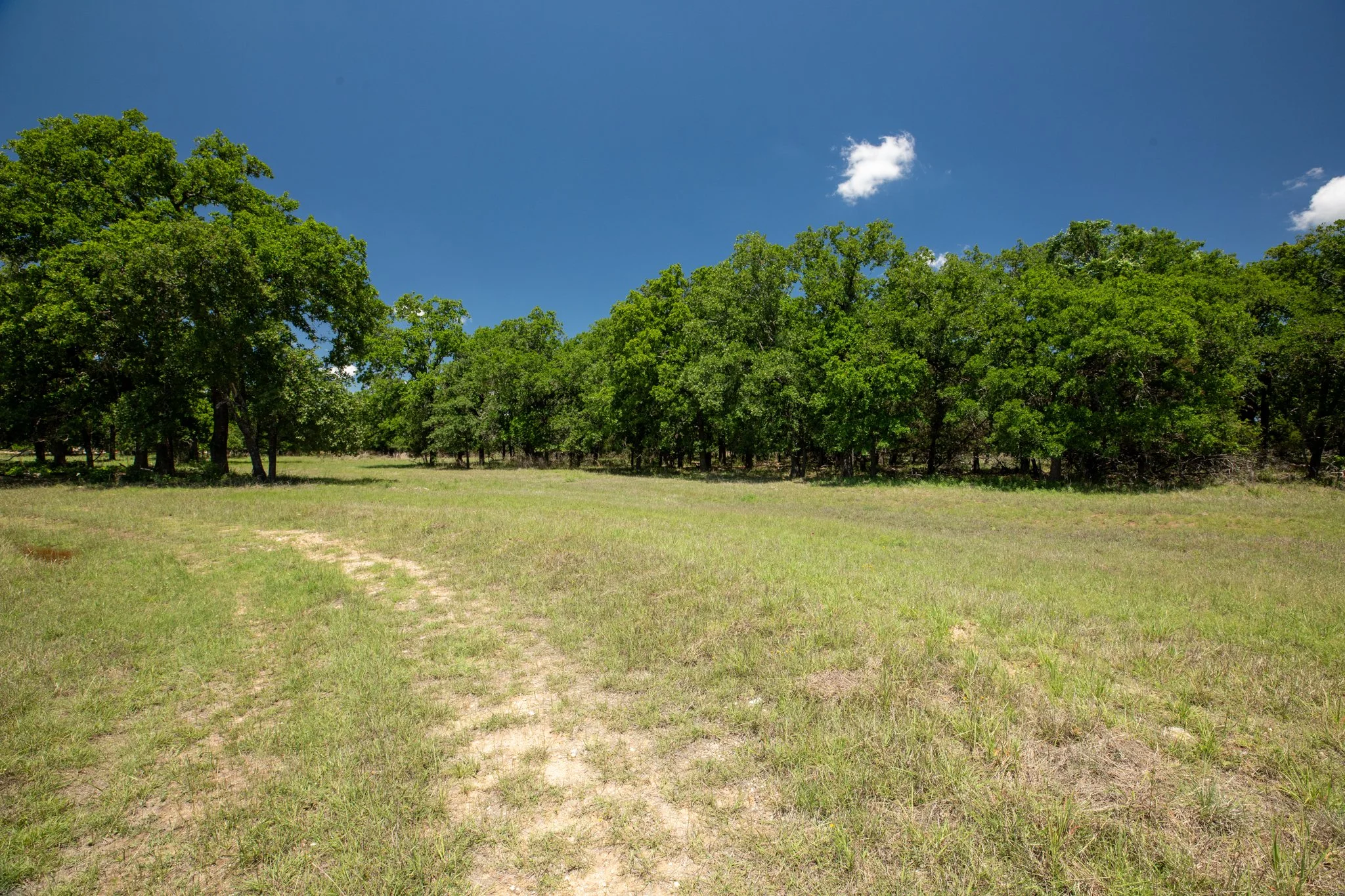 A grassy field with a trail leading towards a line of green trees under a clear blue sky with a few white clouds.