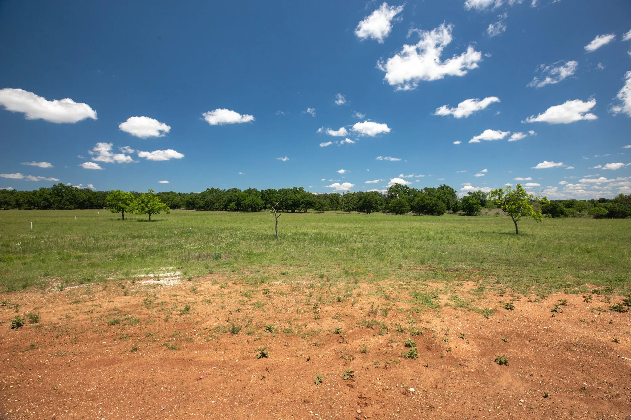 Open grassy field with a few sparse trees, a dense tree line in the background, and a partly cloudy blue sky.