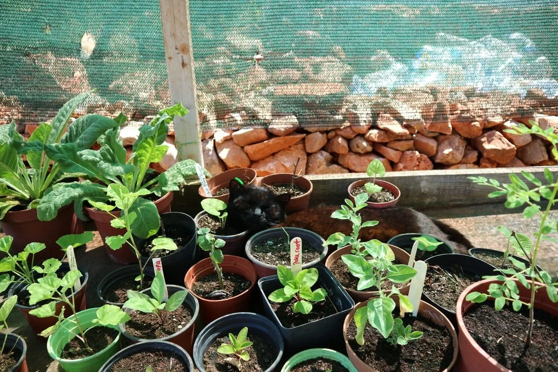 nursery-cato.jpg