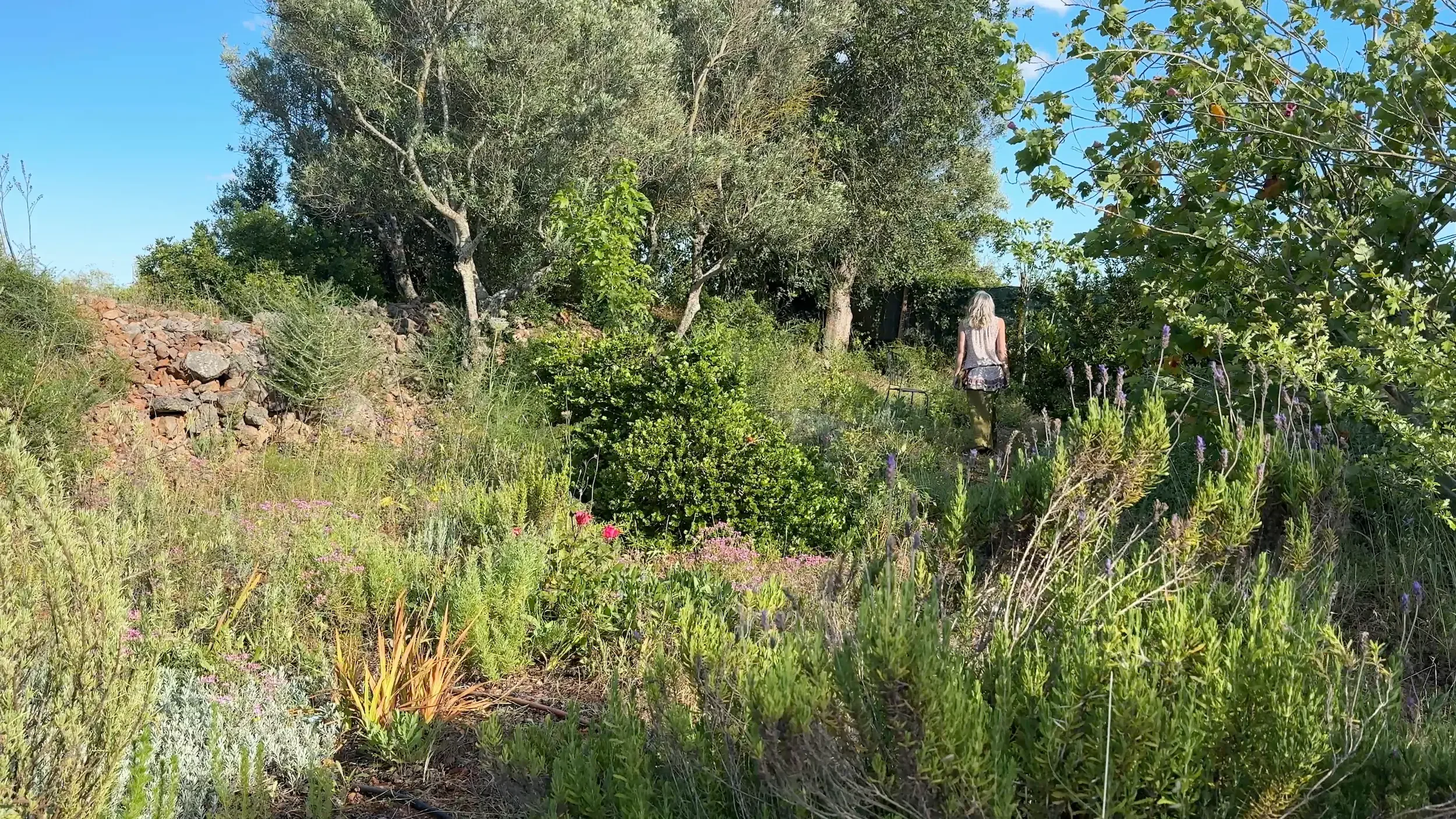 Daisy in enchanted garden