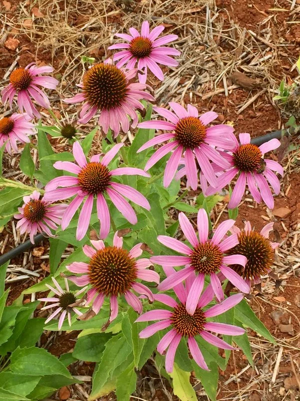 Echinacea