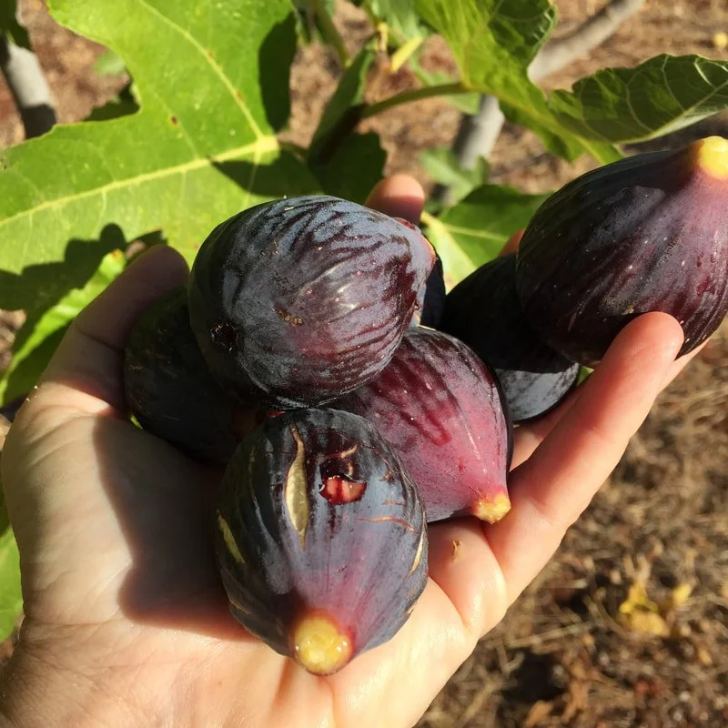 figs-harvested.jpeg