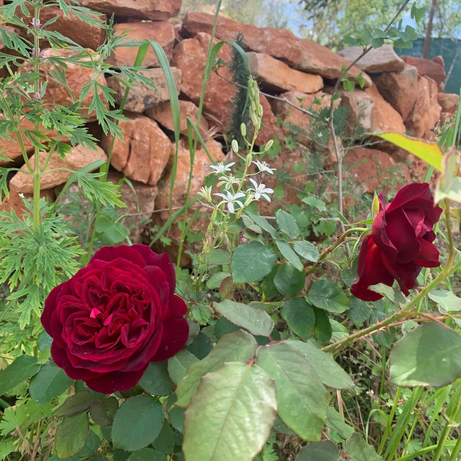 red-roses-stone-wall.JPG