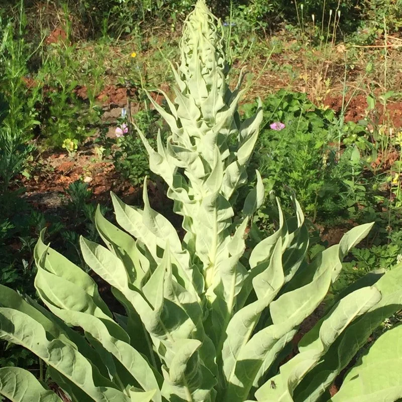 Verbascum