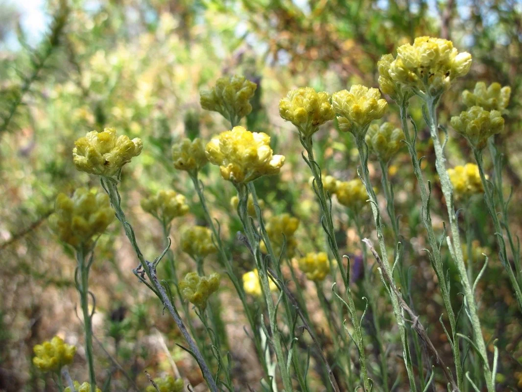 helichrysum stoechas
