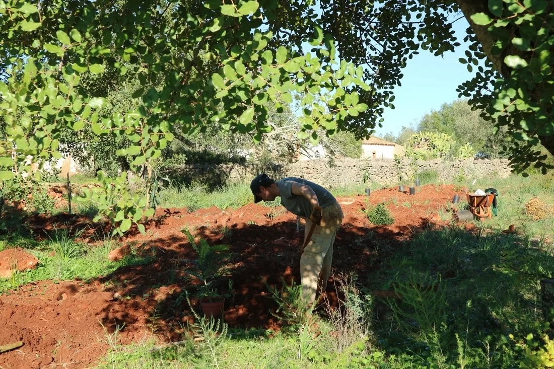 planting-west-hedge.jpg