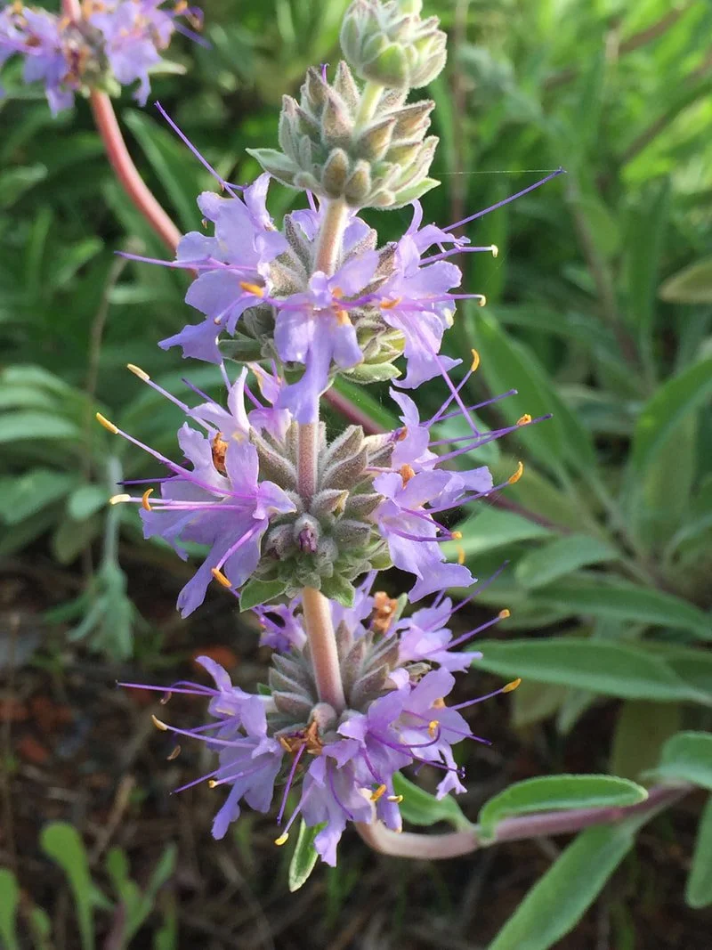 Salvia ssp.