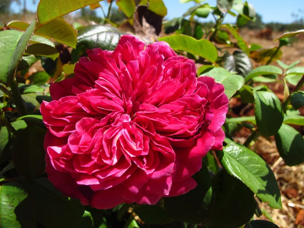 Ceratonia Rose
