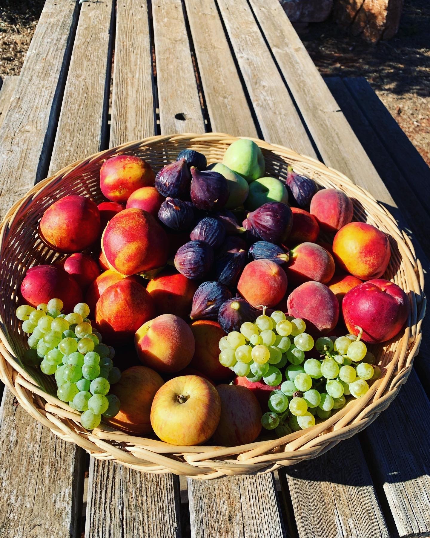 Harvested fruit